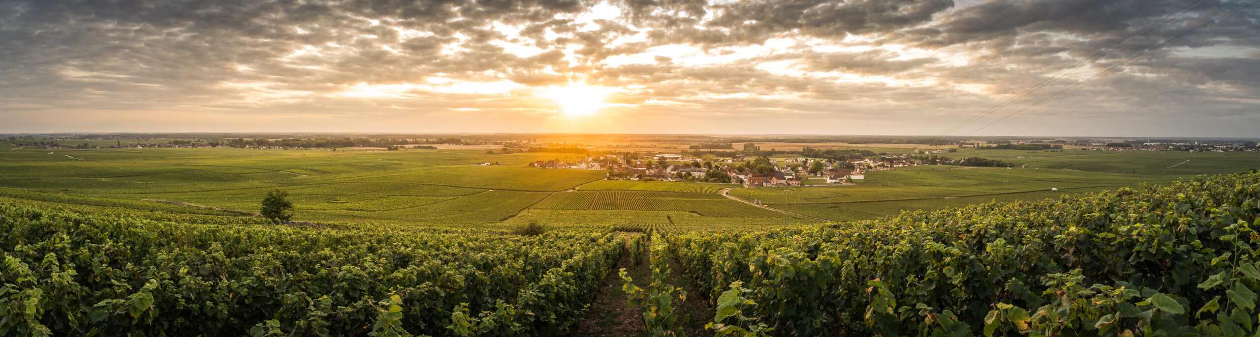 Vue sur le vignoble bourguignon en fin de journée